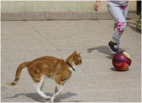 sara a brincar à bola com o gatinho